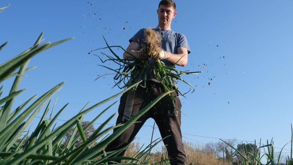 Un agricultor recolecta 'calçots’ en una plantación de Maspujols.