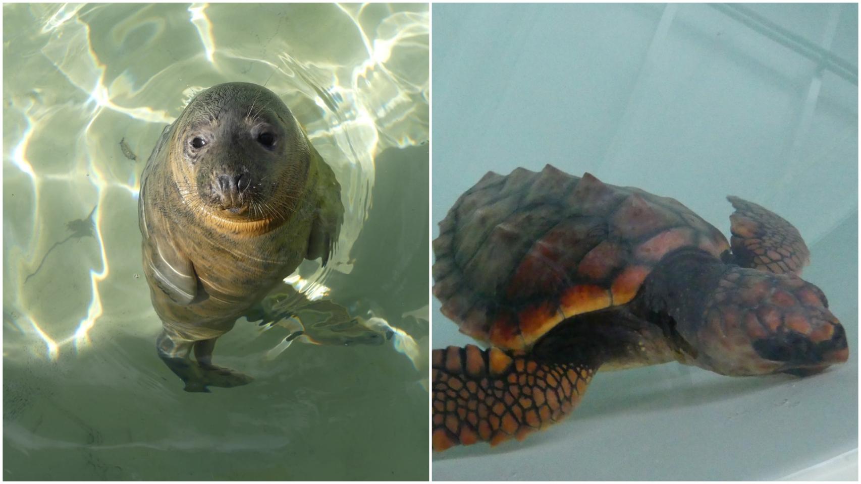 El león marino Comba y la tortuga Coviña en las instalaciones del Igafa.