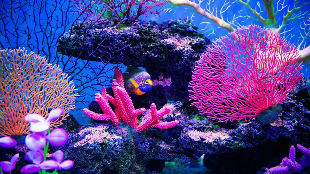 Arrecife de coral en el suelo oceánico.