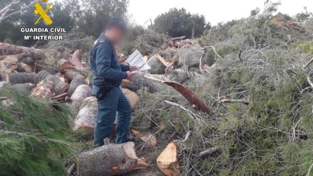 Un agente de la Guardia Civil en el lugar de la tala ilegal.