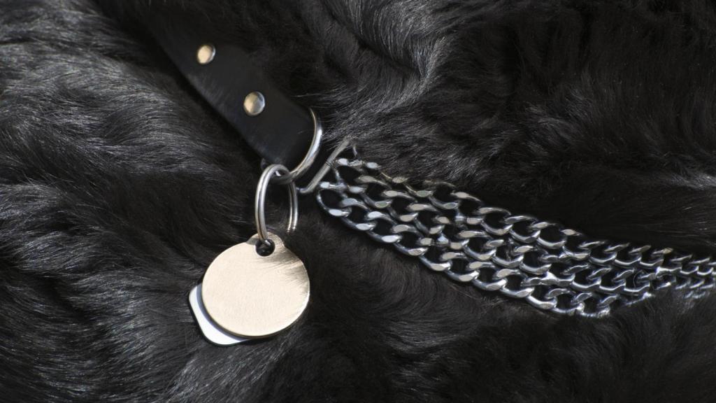 Ley Belarra: los collares de perros que pasarán a estar prohibidos