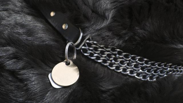 Ley Belarra: los collares de perros que pasarán a estar prohibidos