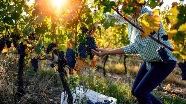 Mujeres en la viña