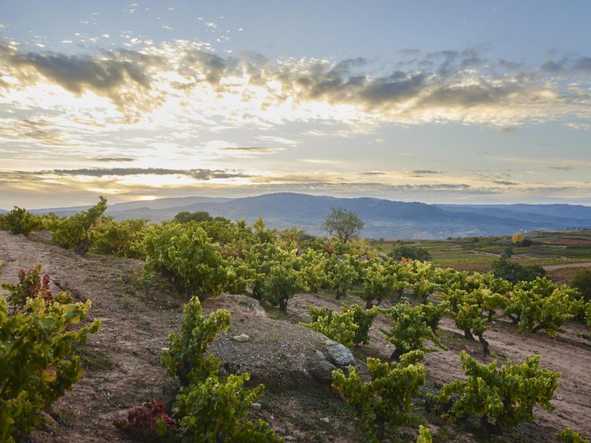 Garnachas Cárdenas
