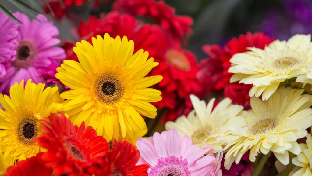 Gerberas