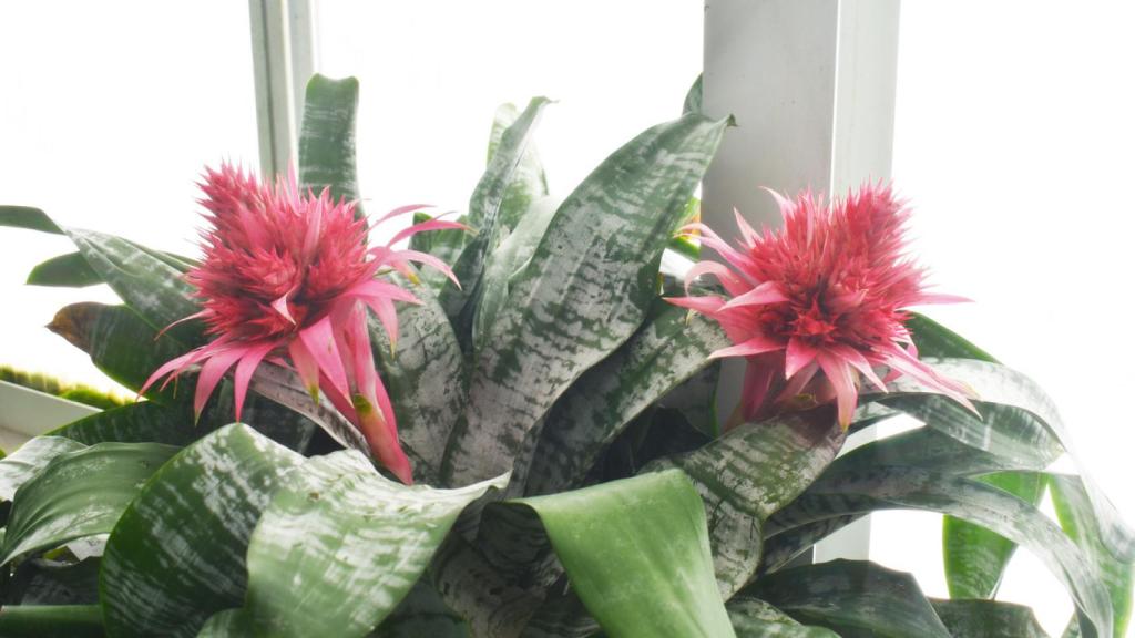 Bromelias