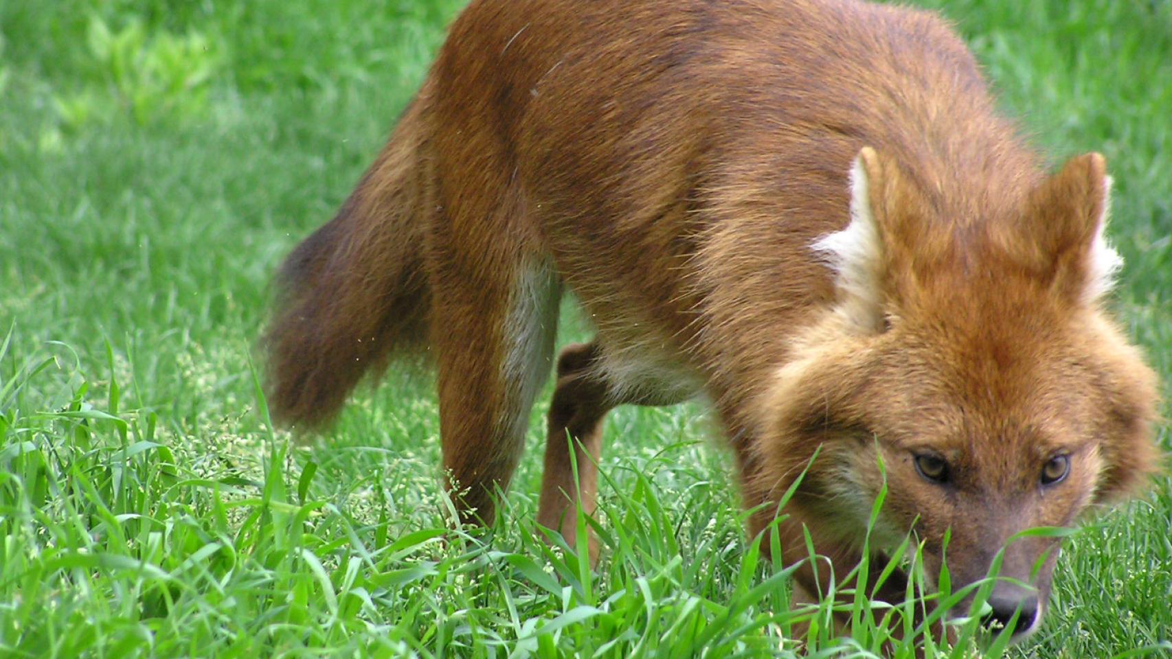 Terra Natura Benidorm recibe a una pareja de dholes para fomentar su conservación