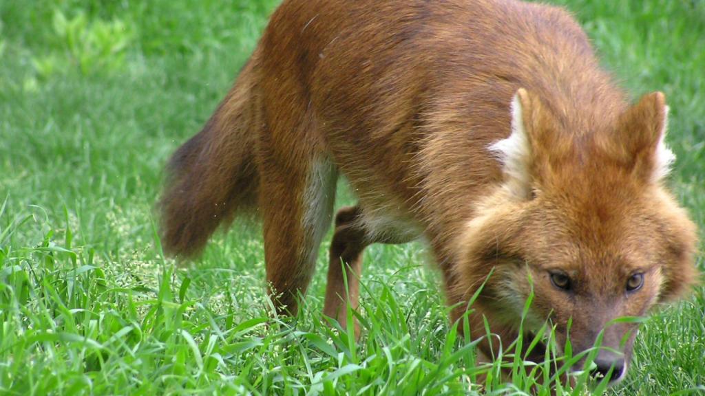Terra Natura Benidorm recibe a una pareja de dholes para fomentar su conservación