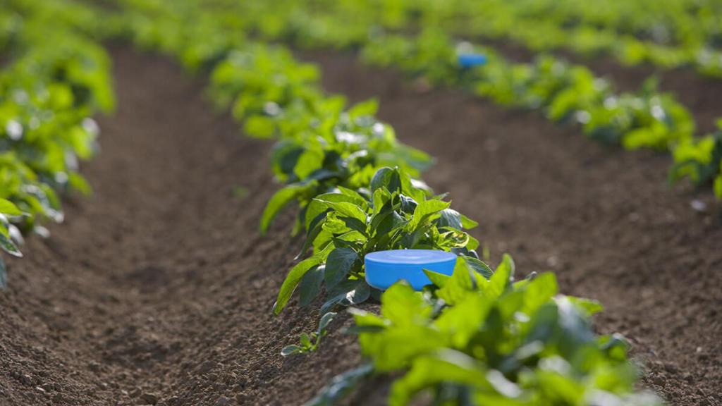 Sensores de humedad del suelo instalados en un cultivo
