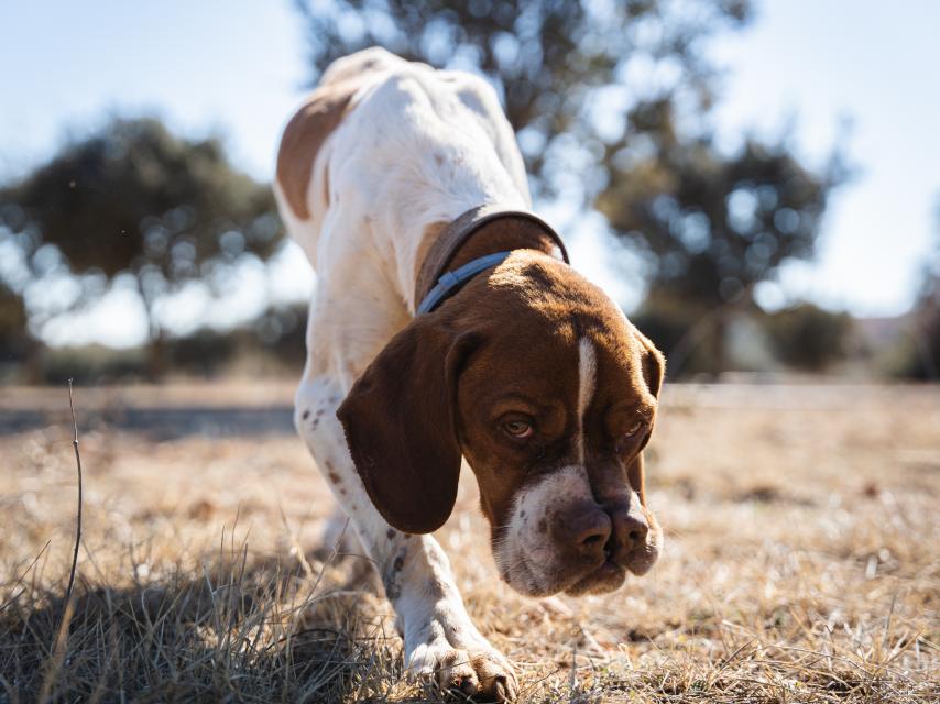 Covid, un perro trufero de la raza Pachón navarro, olfatea el suelo de una finca en busca de trufa negra de Teruel.