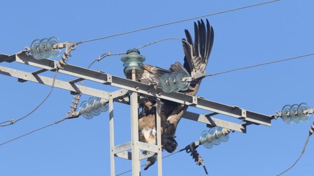 El buitre leonado yace muerto en el tendido eléctrico de las Salinas de Santa Pola.