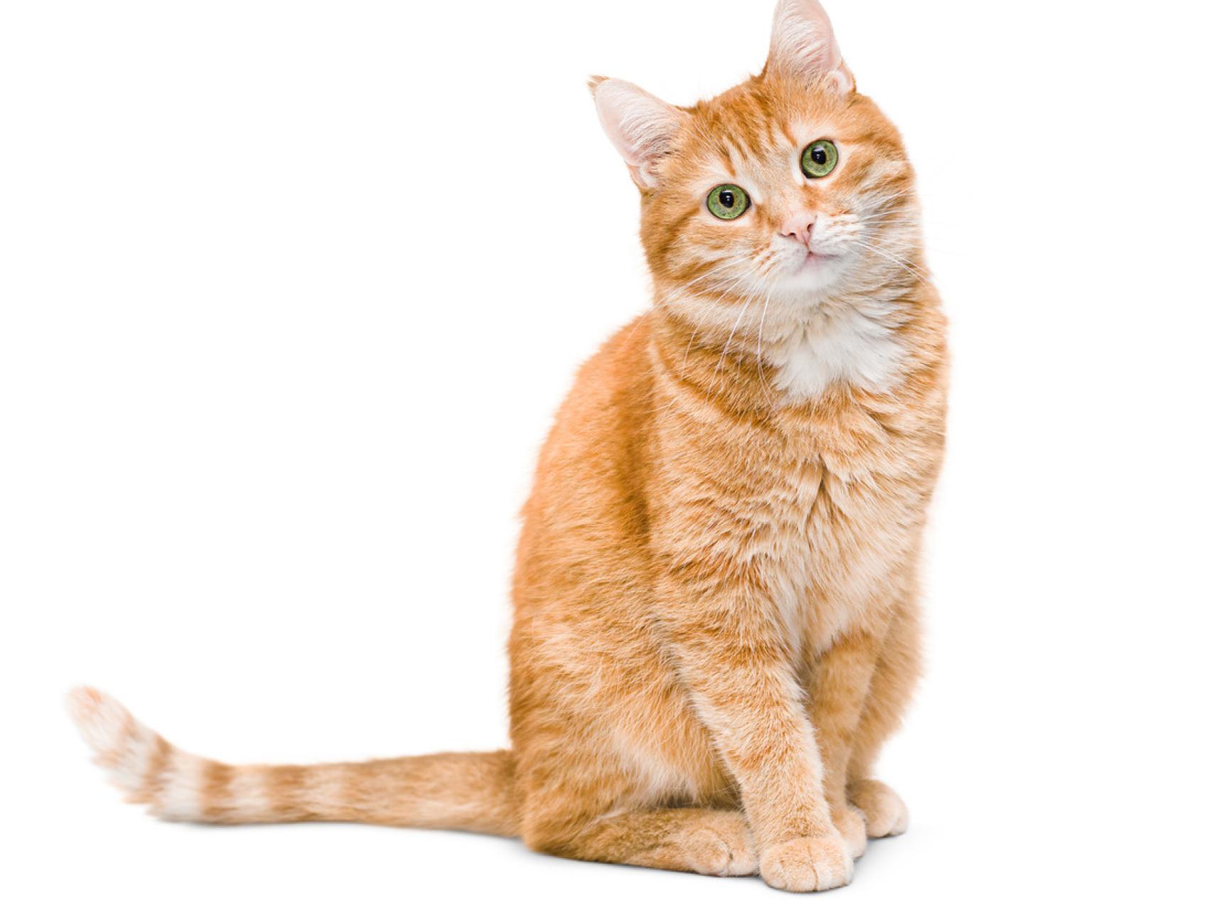 Tu gato tiene una 'M' en la frente: ¿sabes qué significa?