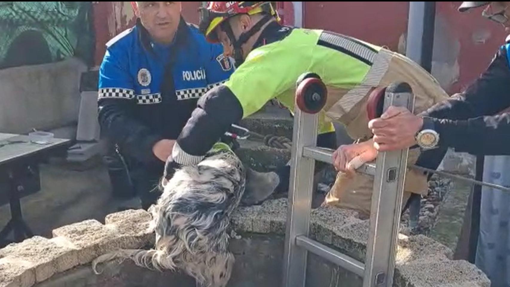 Momento del rescate del perro