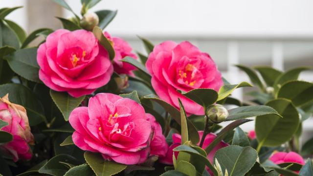 Camelias.