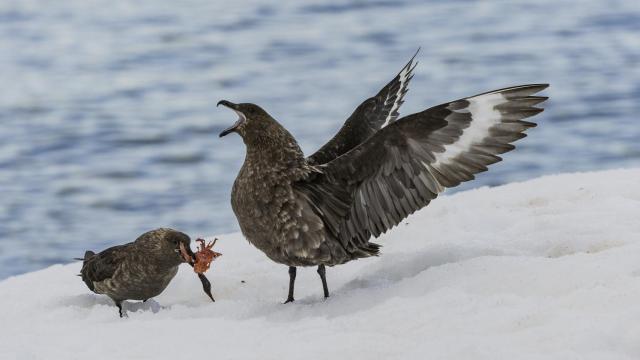 Número de nidos activos de aves marinas antáticas.