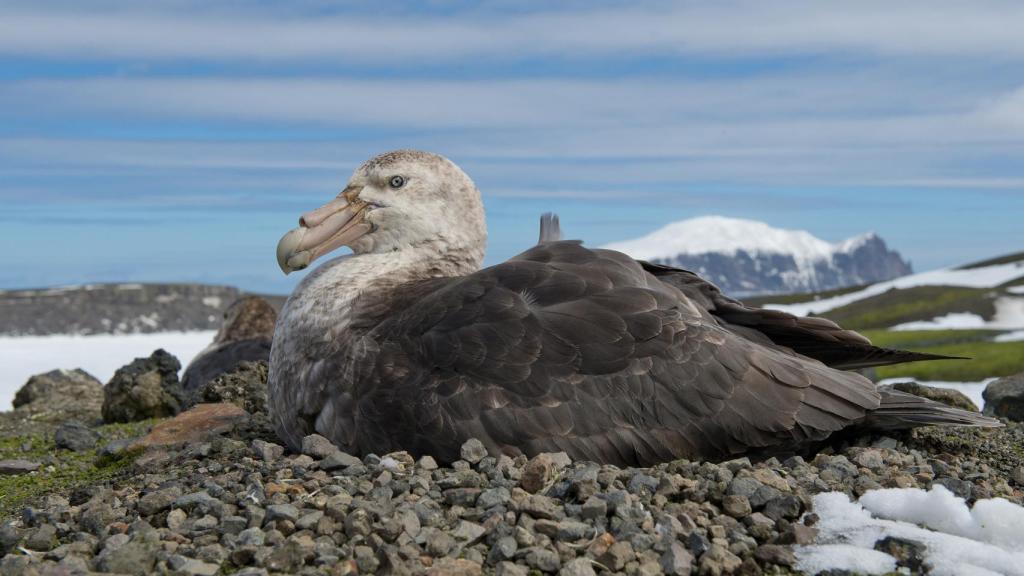 Un petrel gigante sobre su nido en la Antártida.