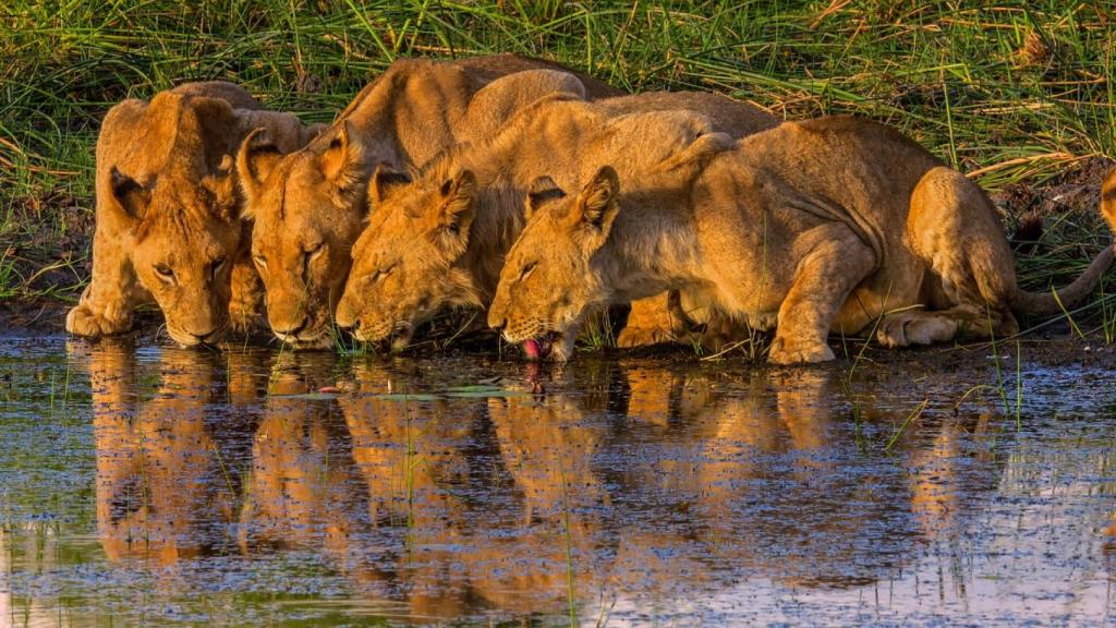 Botsuana.