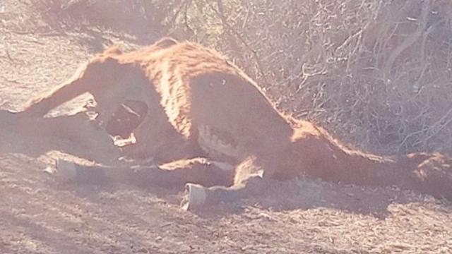 El cadáver del caballo junto a la carretera que une Villalba de la Sierra y Las Majadas, en Cuenca.