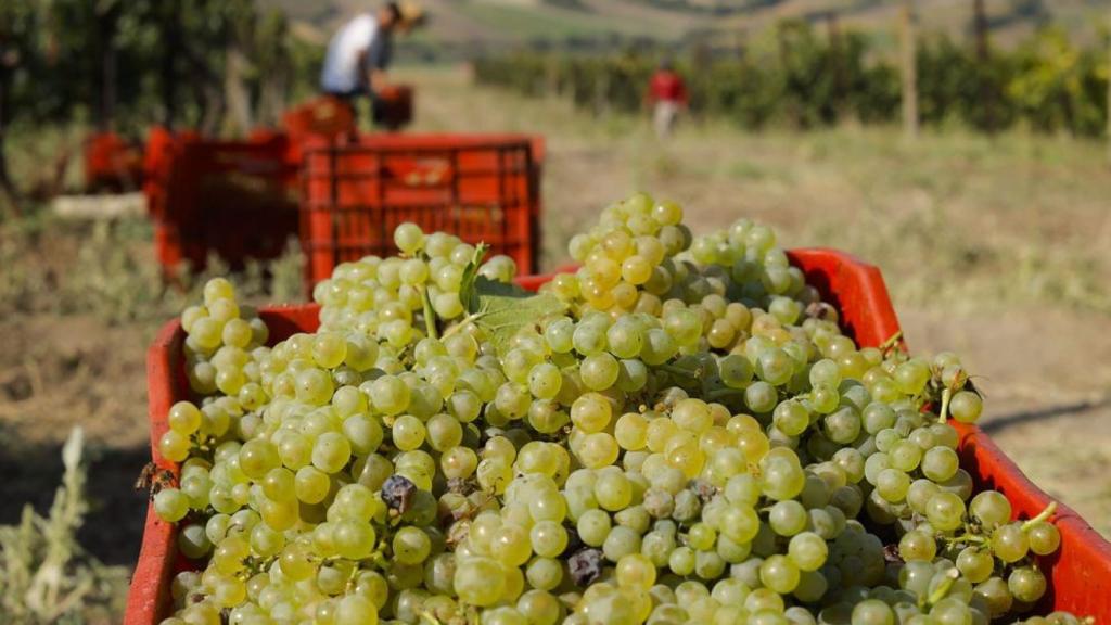 Cosecha de uva, en imagen de archivo.