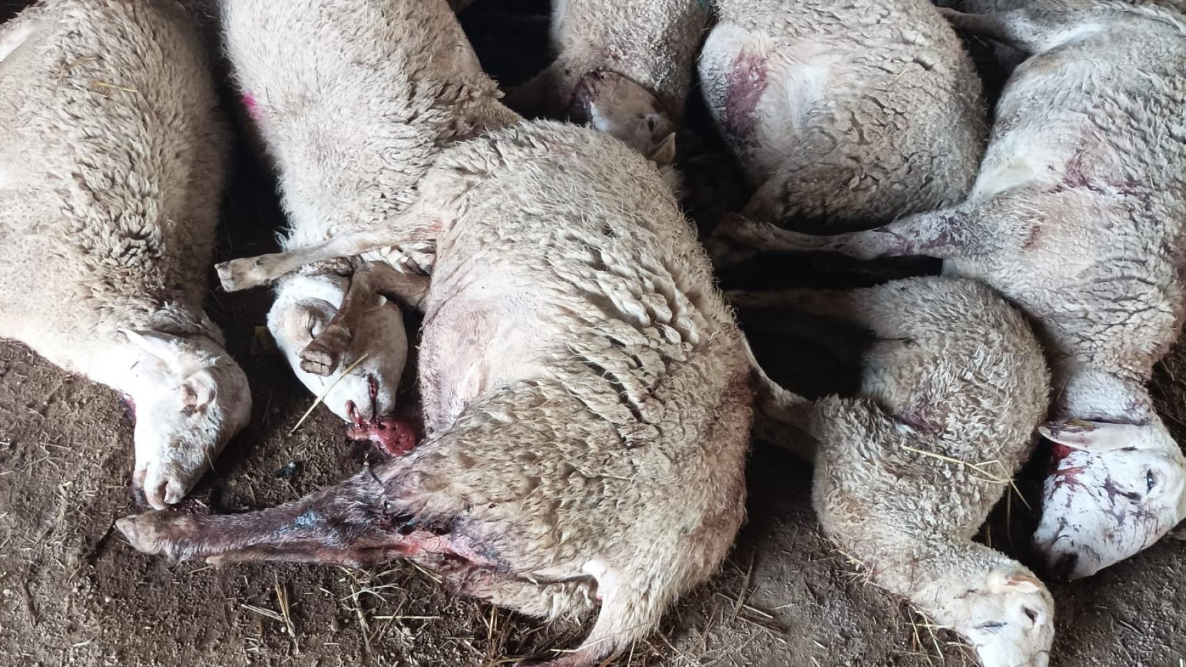 Ataque de lobos en la provincia de Zamora