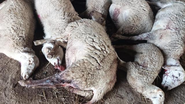 Ataque de lobos en la provincia de Zamora
