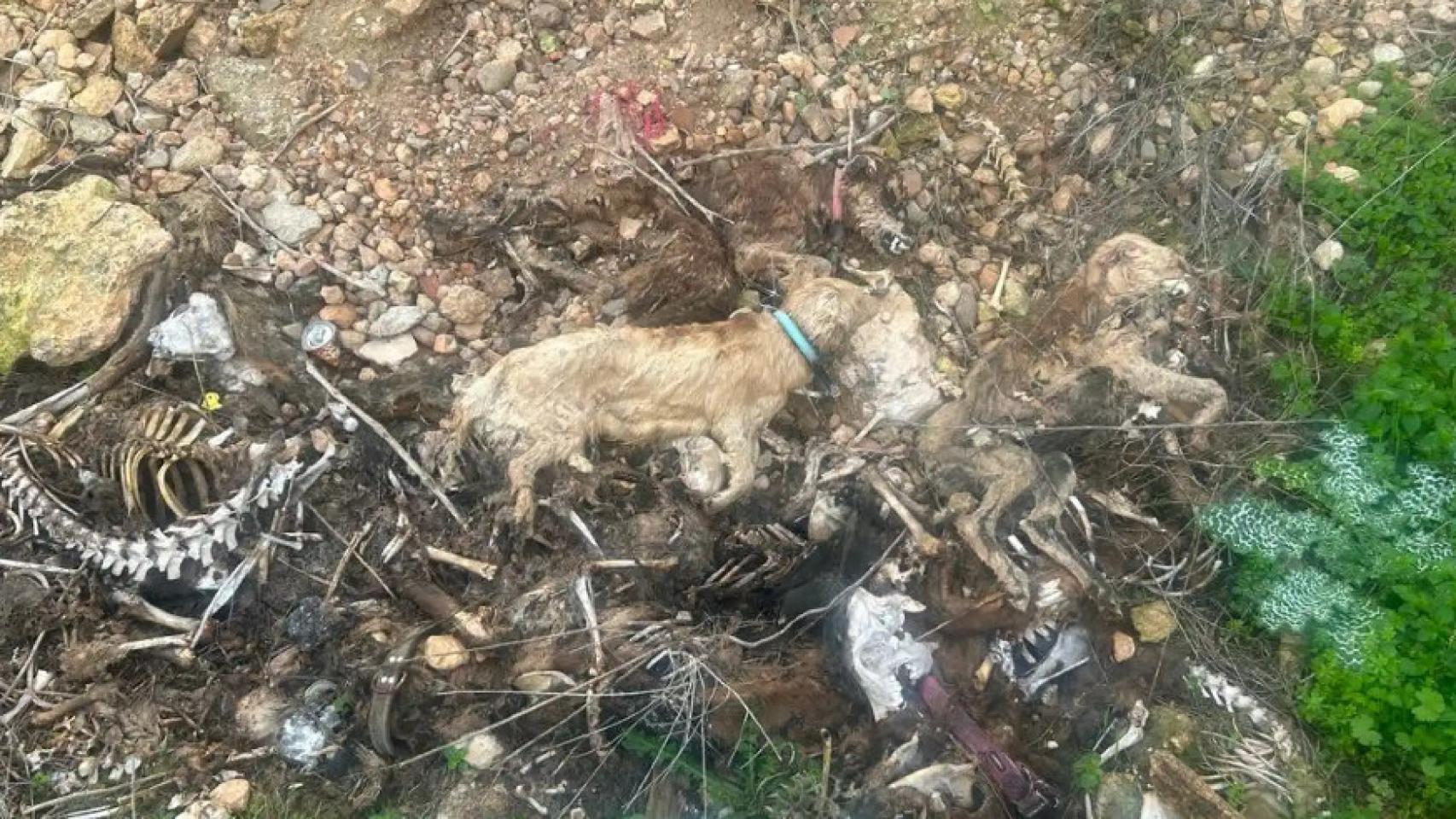 Fosa de animales en Hellín (Albacete). Foto: Coordinadora CLM Antitaurina.