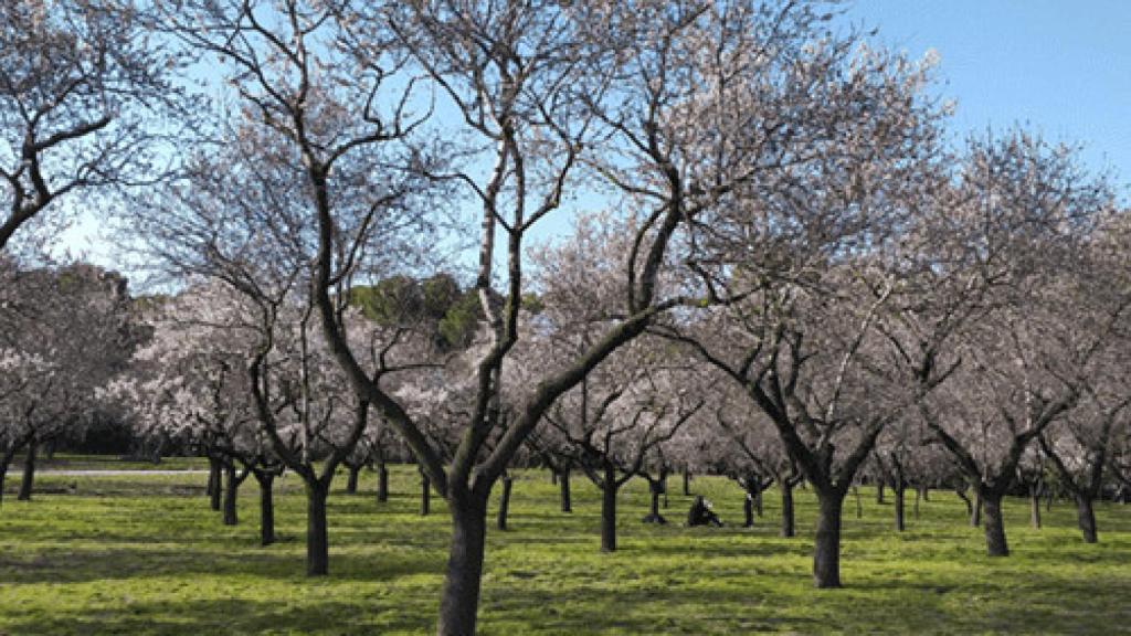 Los almendros de Quinta de los Molinos de Madrid.