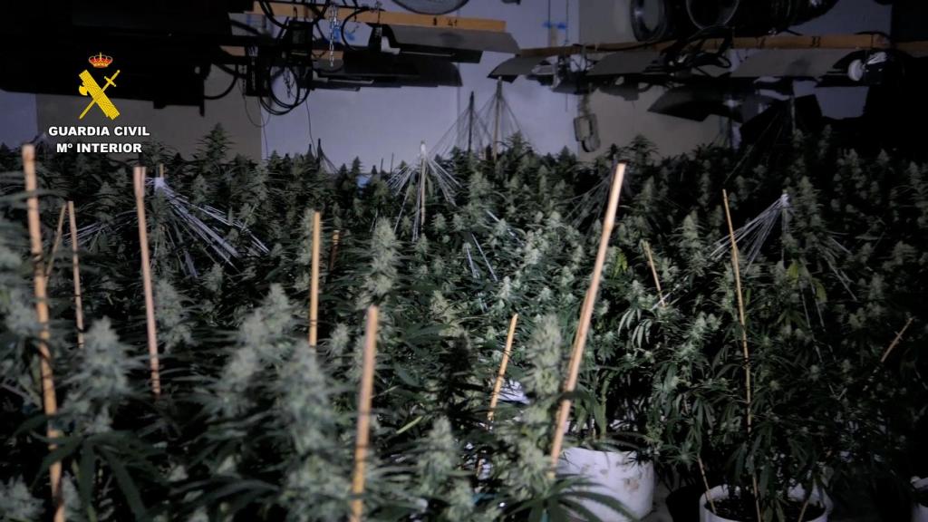 Plantación de marihuana requisada.