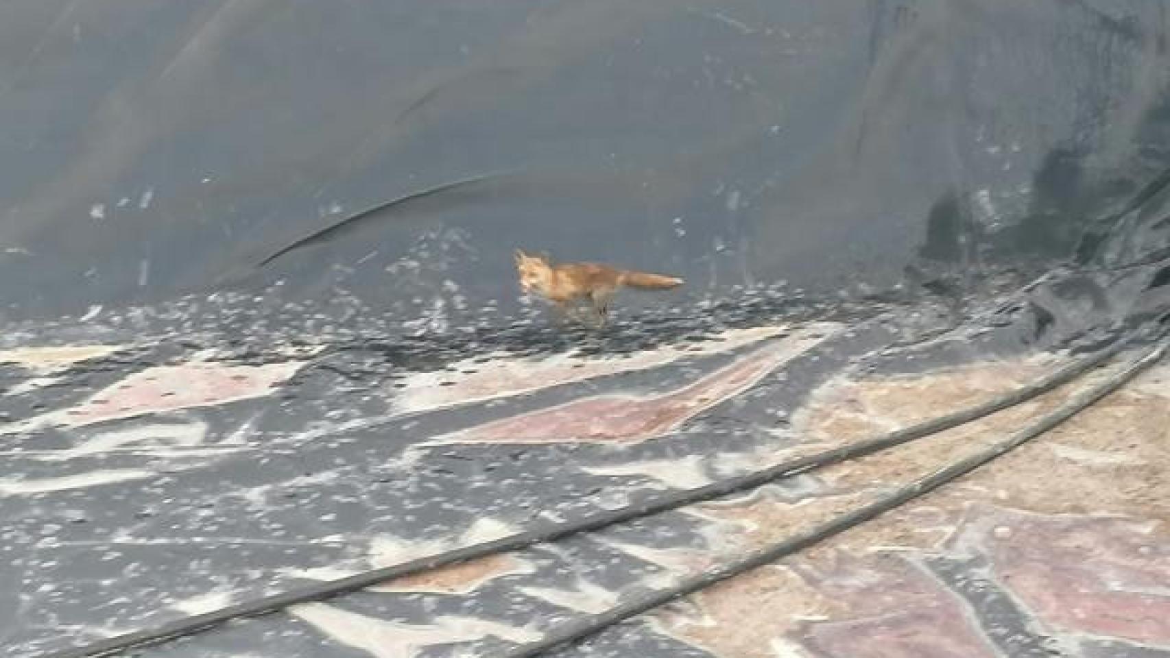 Imagen del animal tras caer en el interior de una balsa en El Campello.
