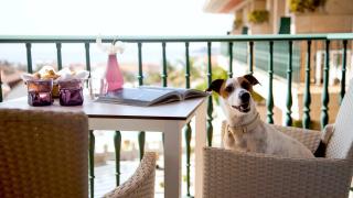 Augusta Spa & Resort en Sanxenxo, alojamiento Pet Friendly.