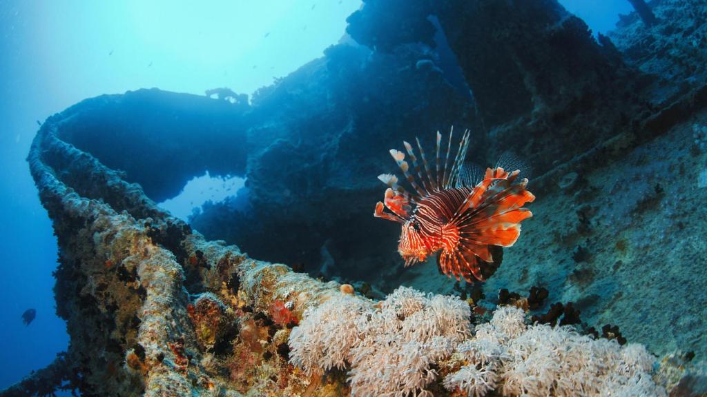Los corales sobre el buque británico de la Segunda Guerra Mundial sumergido en el Mar Rojo.