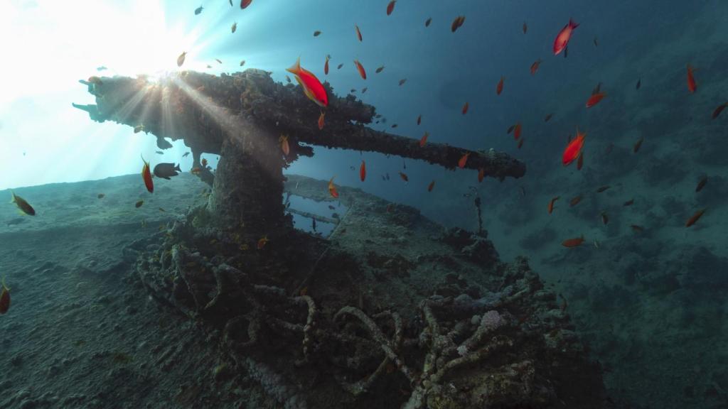 Imagen de los peces nadando en los alrededores del buque sumergido.
