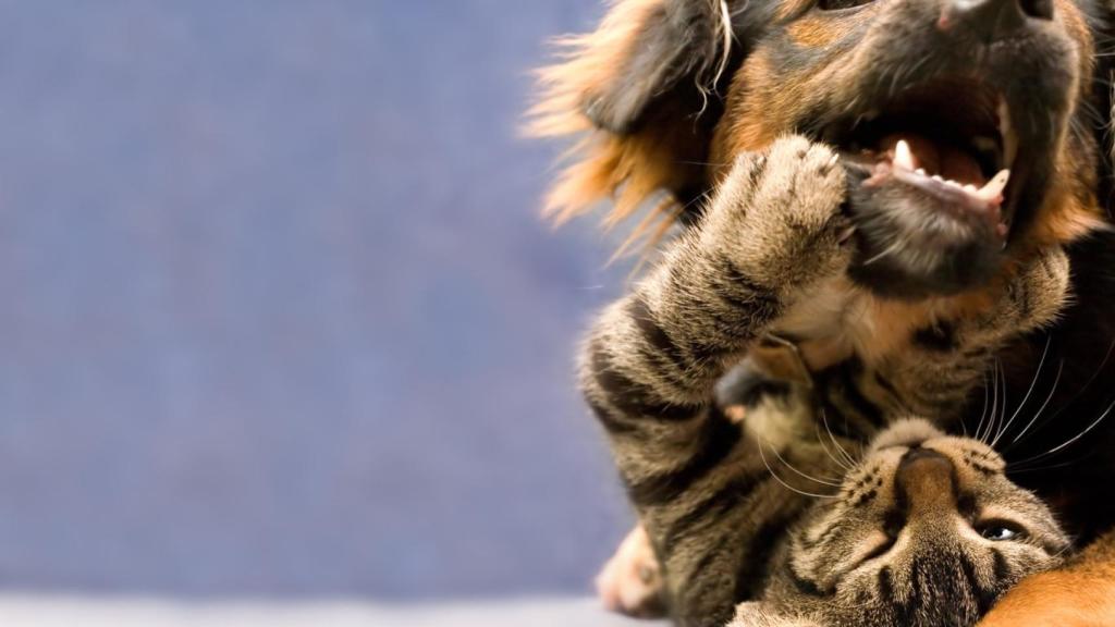 Imagen de archivo de un gato y un perro jugando.