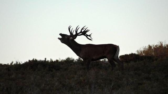 Imagen de archivo de un ciervo.