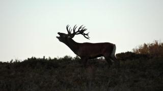Ciervo durante la berrea en la Sierra de la Culebra (archivo). Ver imagen ampliada a través de Lightbox. Puede provocar un cambio de contexto. Ciervo durante la berrea en la Sierra de la Culebra