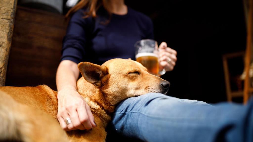 ¿Puedo entrar a comer a un restaurante con mi perro? La Ley Belarra responde