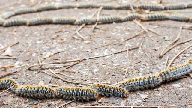 Varias orugas procesionarias.