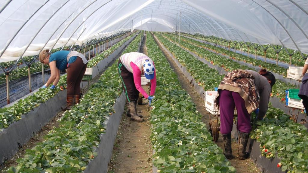 Trabajadores en una plantación fresera.