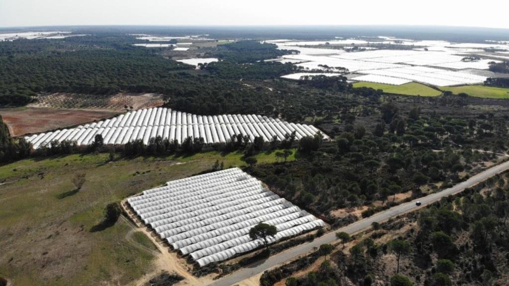 Ragadíos en el entorno de Doñana.