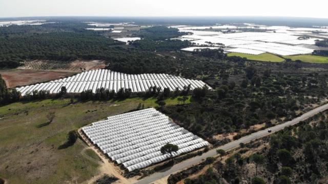 Ragadíos en el entorno de Doñana.