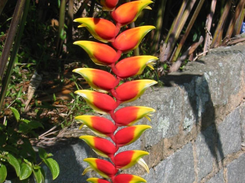 Heliconia rostrata o patujú, fruto del que Jhonatan obtuvo agua para hidratarse.