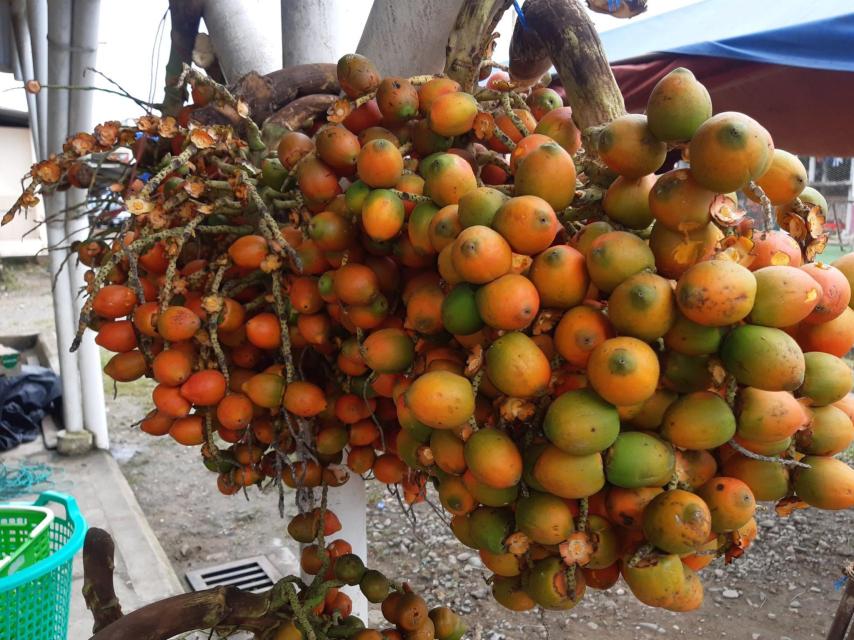 Bactris gasipaes o chonta, fruto amazónico que crece en las palmeras del que también se alimentó Jhonatan.