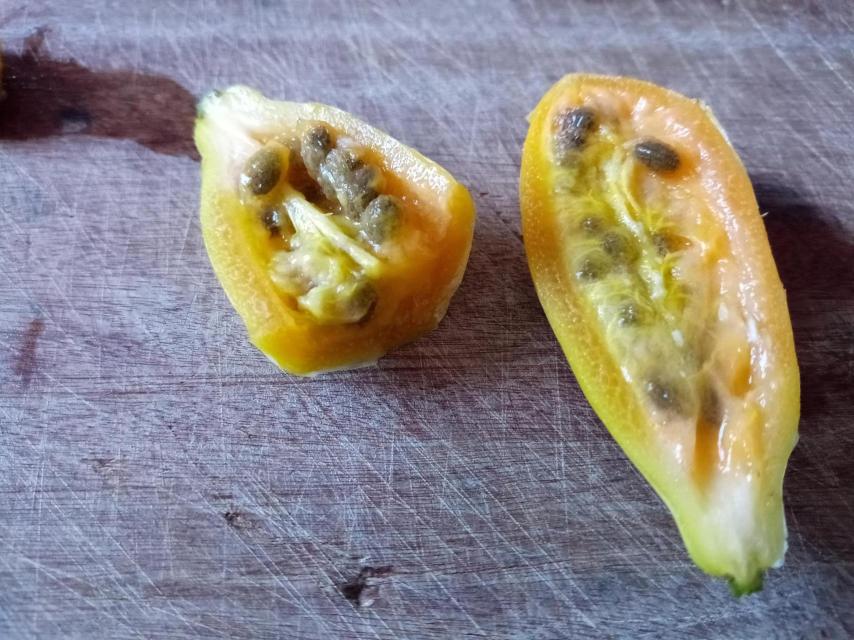 Gargatea o papaya silvestre.