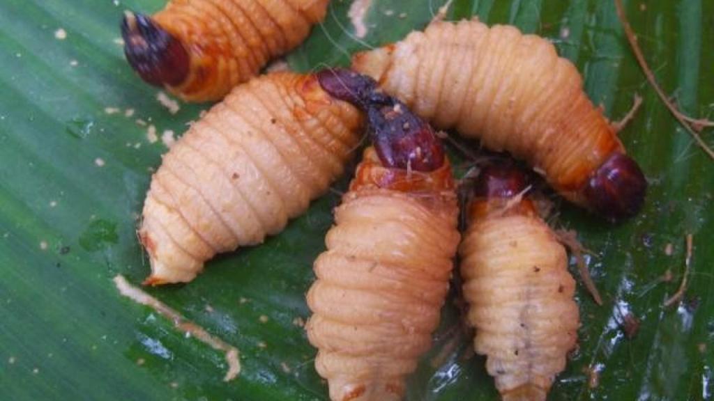 Chontacuro, gussano de la chonta del que Jhonatan obtenía su principal fuente de proteína.