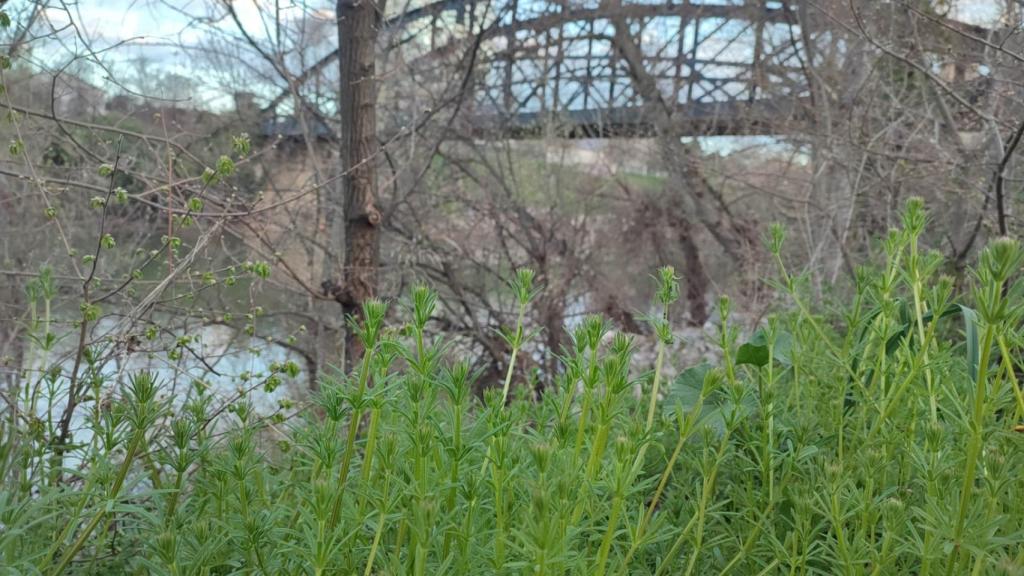 Las más de 20 plantas medicinales que te puedes encontrar a orillas del río Pisuerga