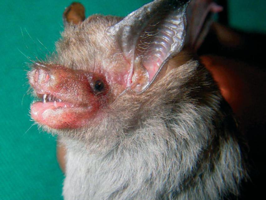 Craseonycteris thonglongyai