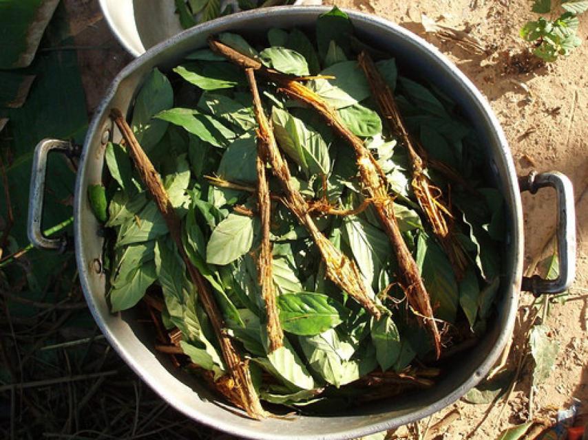 Ayahuasca y chacruna en una olla antes del proceso de hervido con agua.