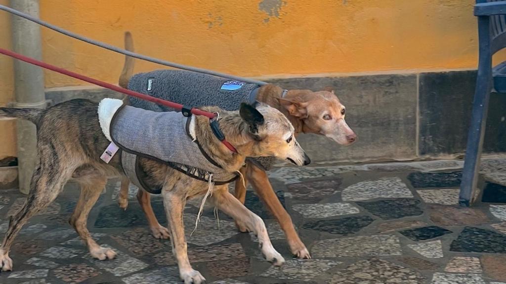 Perros en la protectora.
