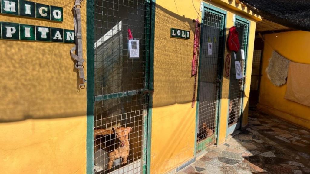 Perros en la protectora de Mijas