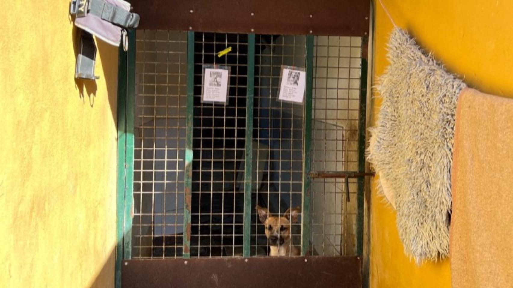 Uno de los perros en la protectora de Mijas.